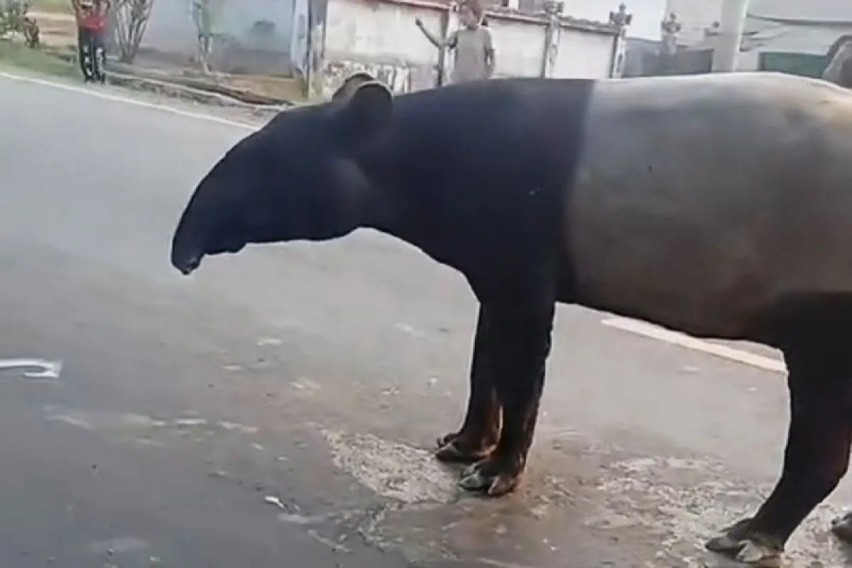Tapir Viral Jalinsum Mesuji Disembelih, Video Mutilasi Beredar di Medsos