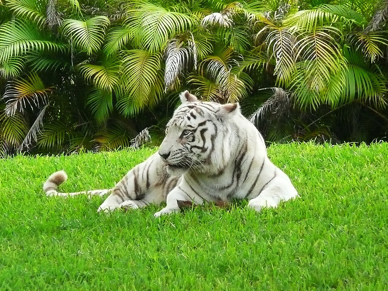 Walkot Semarang Duga Anggaran Jadi Penyebab Kematian Harimau Putih