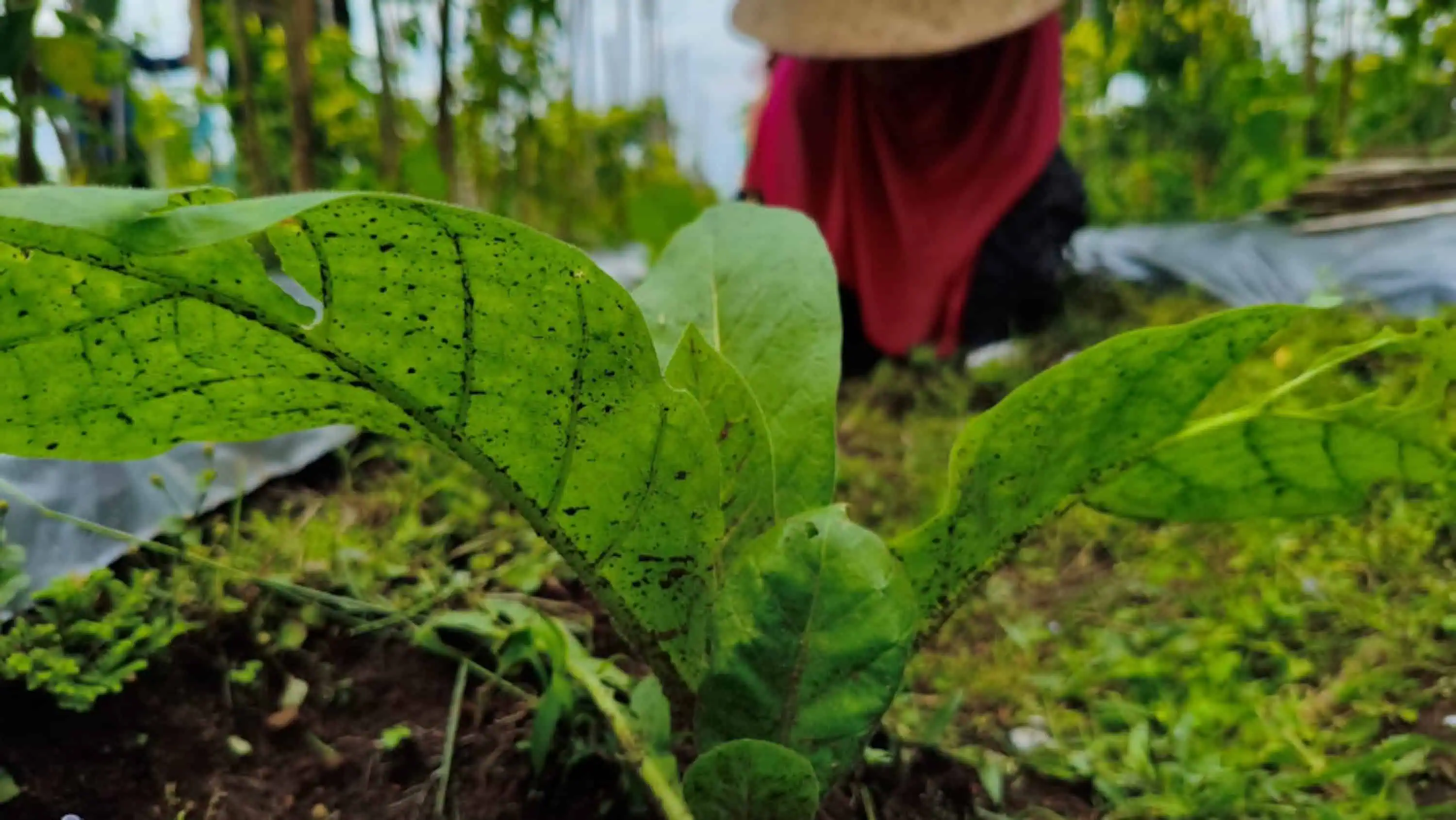 Yuk Kenali 8 Varietas Tembakau Unggulan Indonesia!