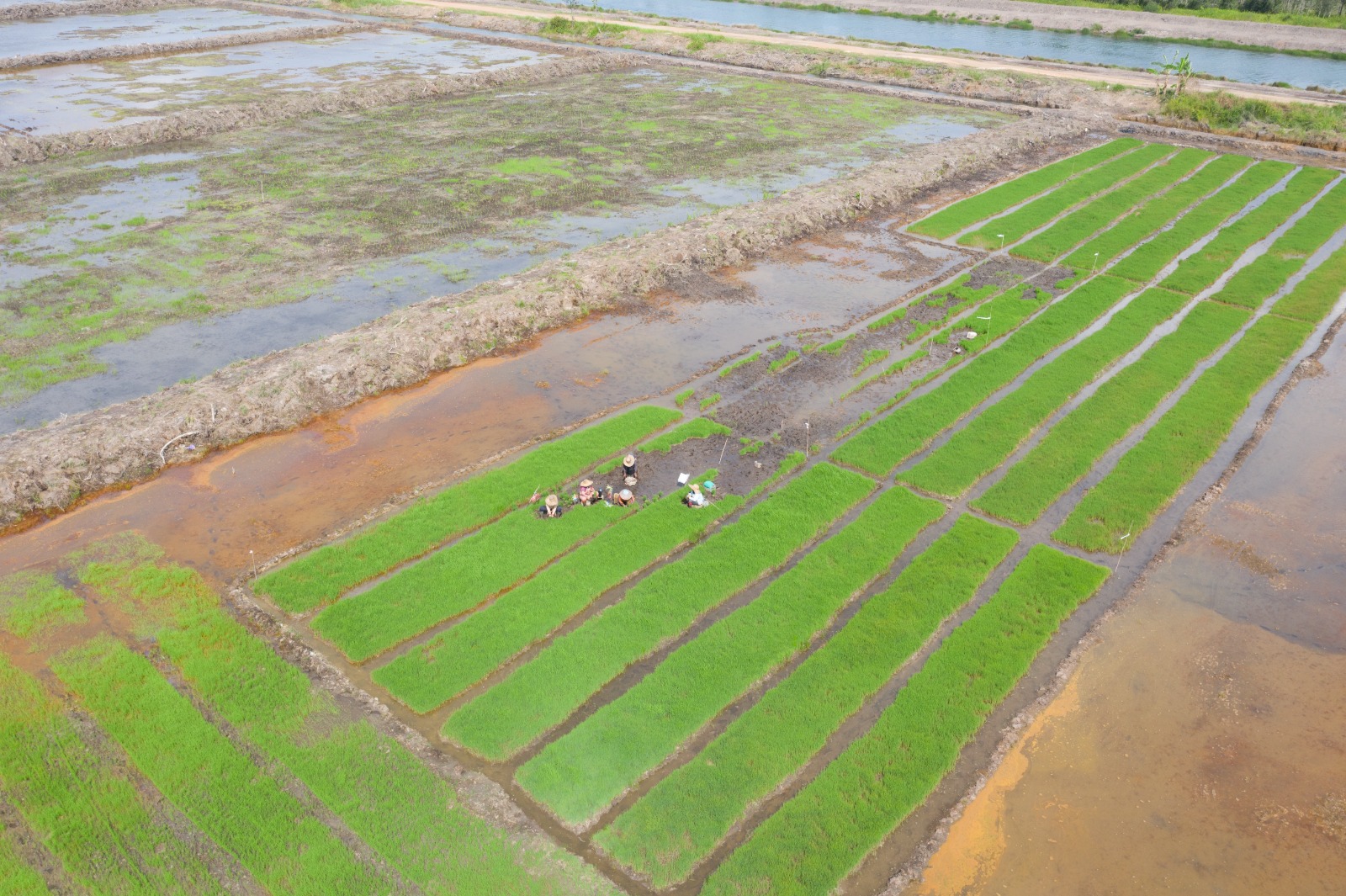 Petani Sedang Menanam Padi