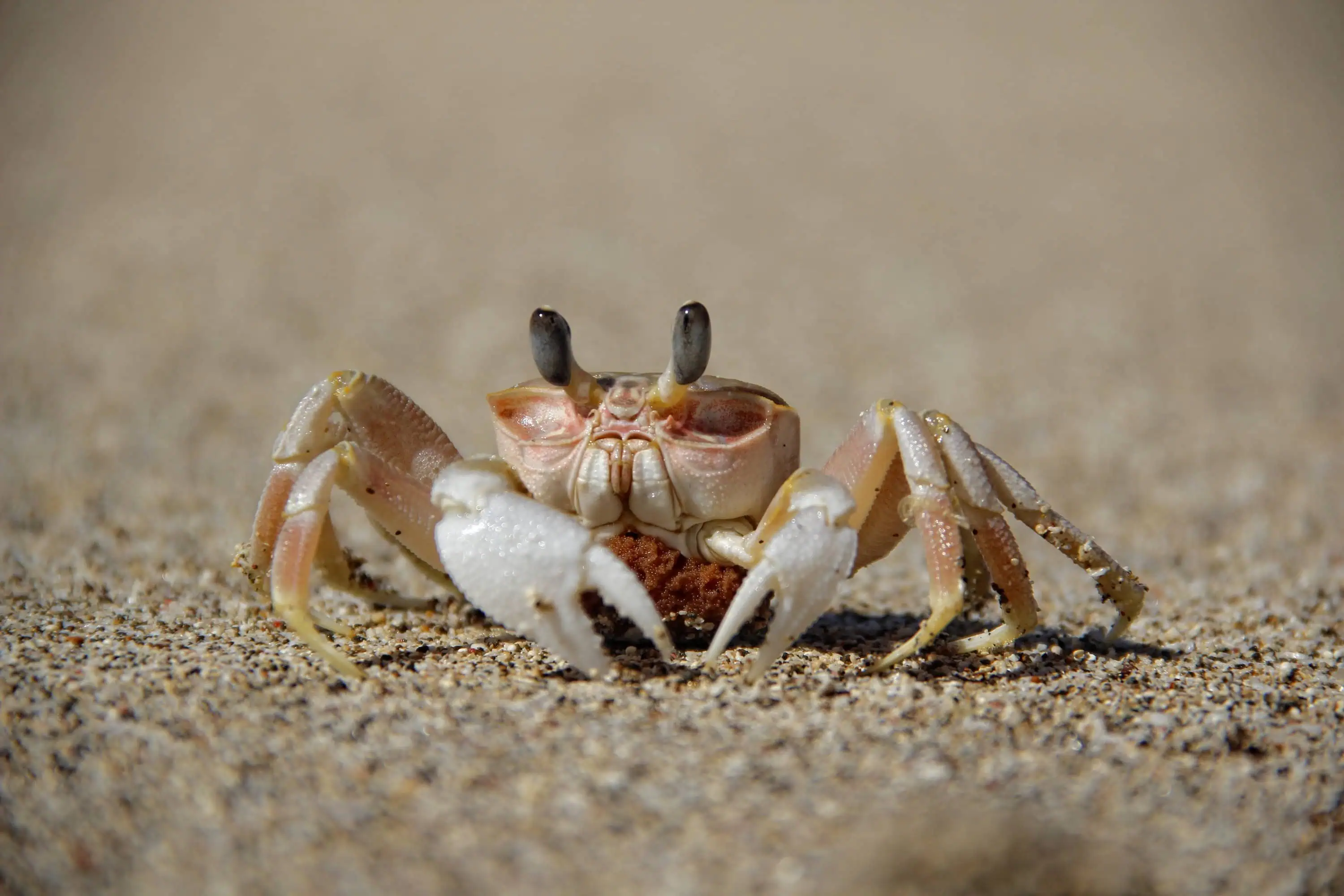 Ilustrasi Crab Mentality