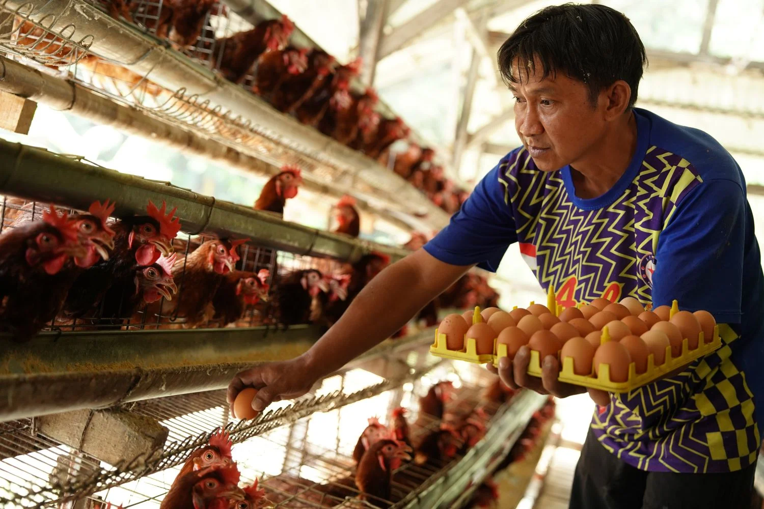 Bapanas Sebut MBG Mulai Dongkrak Harga Ayam dan Telur