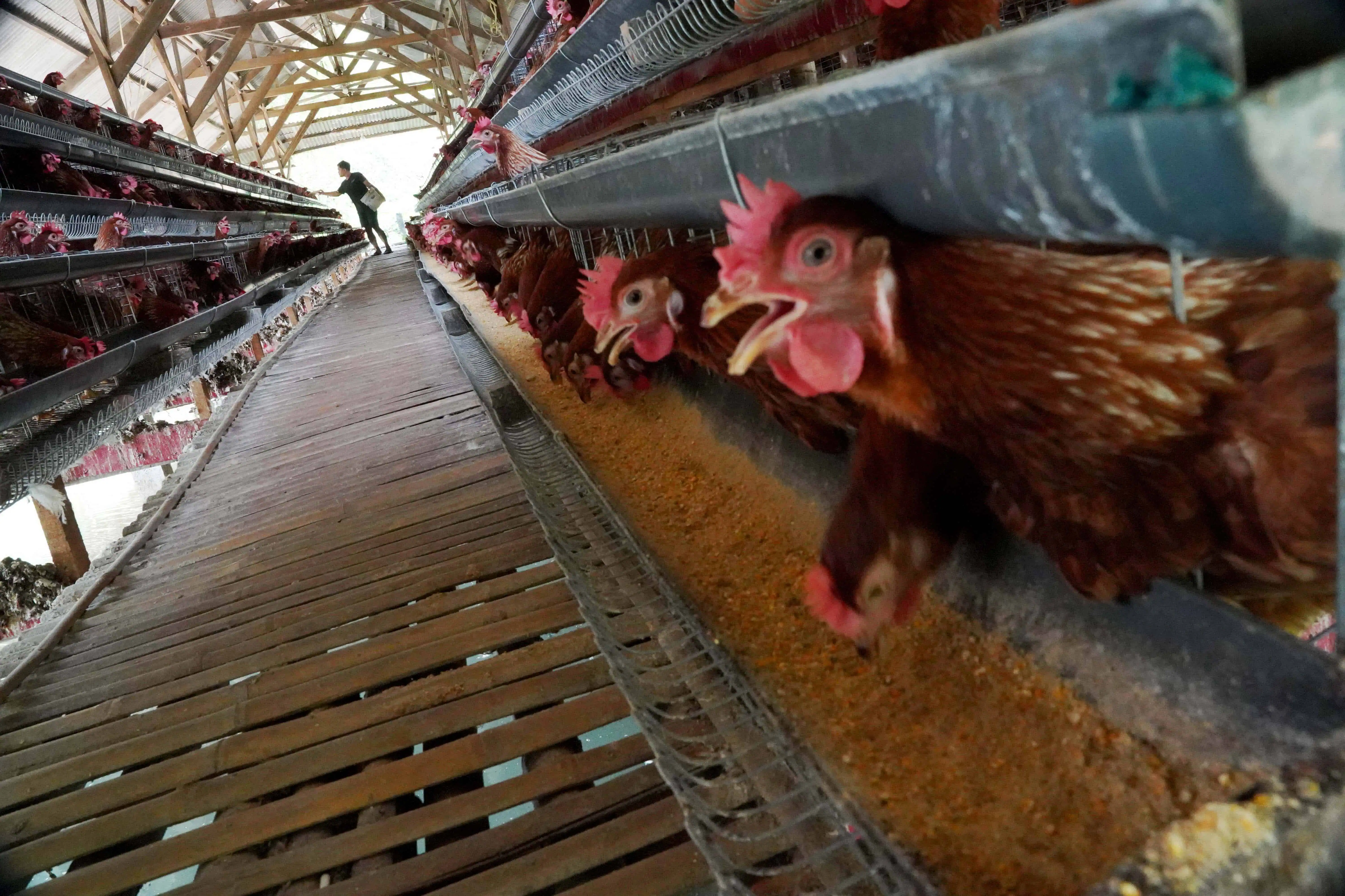 Kementan Pastikan Pasokan Ayam Ras Aman Jelang Natal dan Tahun Baru