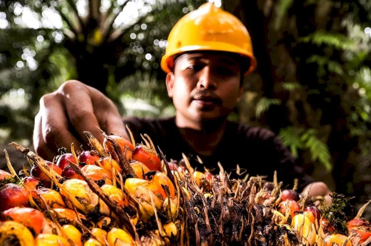 Tren 5 Tahun: CPO Mentah Ditinggal, RI Makin Fokus Jual Produk Hilir Sawit