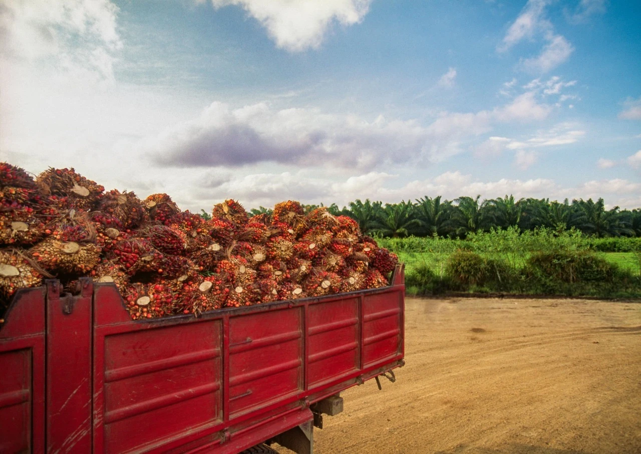 Apa itu CPO (Crude Palm Oil)? Proses Pengolahan, Manfaat dan Produk Turunannya