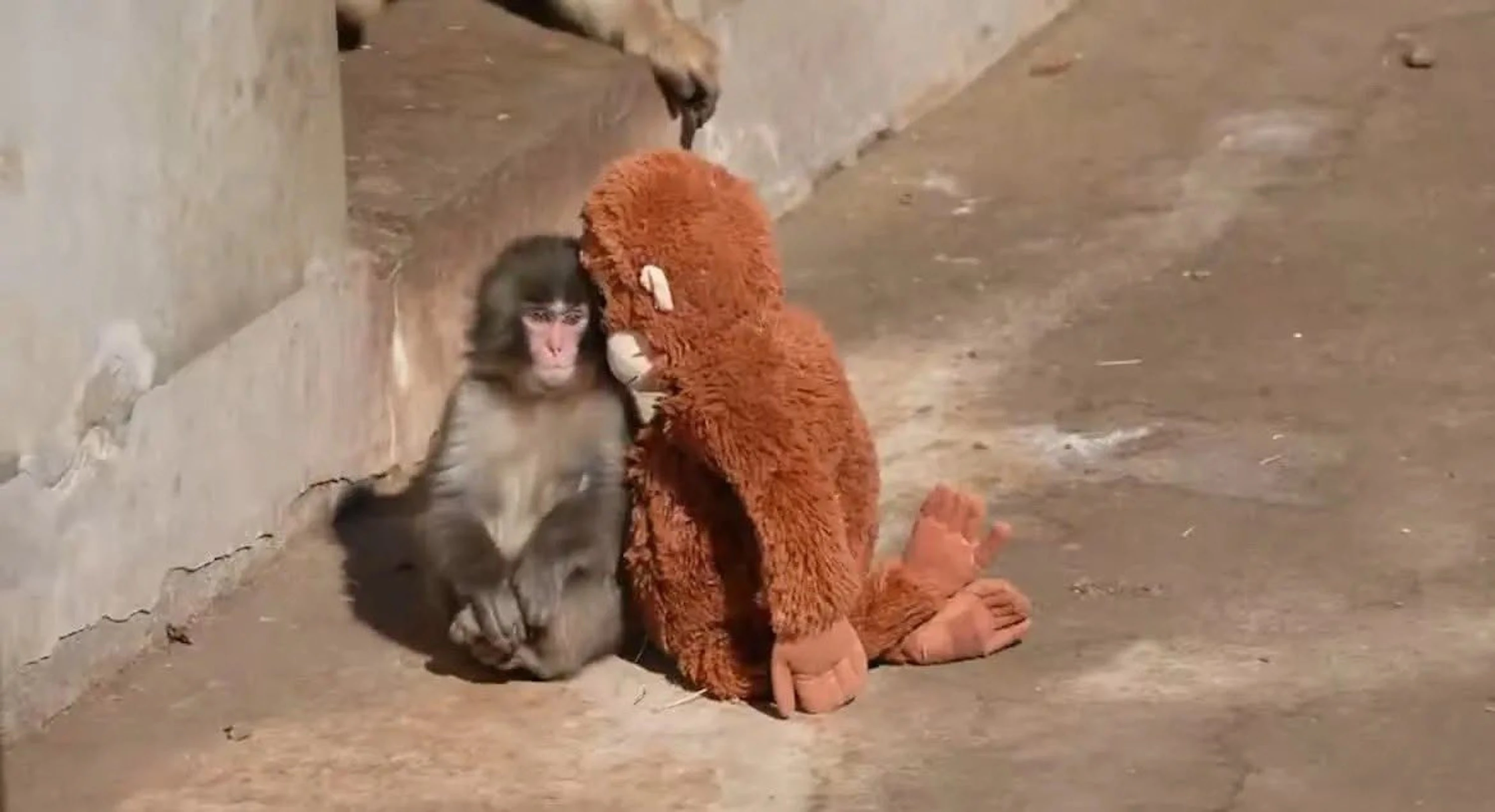 Punch the Monkey Viral, Dari Boneka hingga Teori Keterikatan Harlow