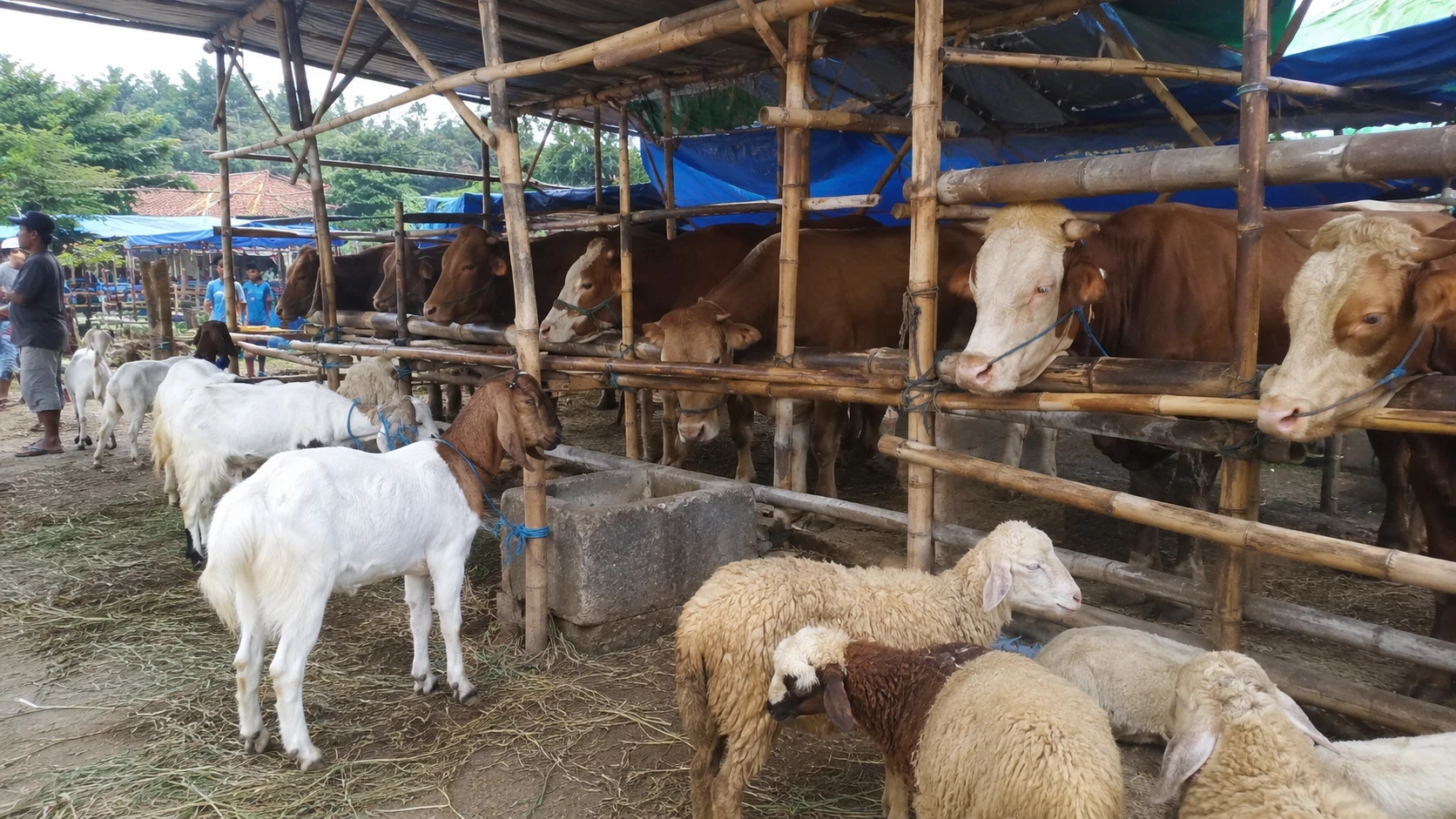lapak hewan kurban