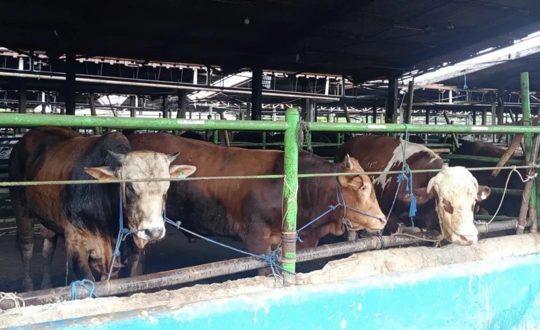 Dharma Jaya Siapkan 2.078 Sapi Kurban dan Juleha Bersertifikat untuk Iduladha 2026