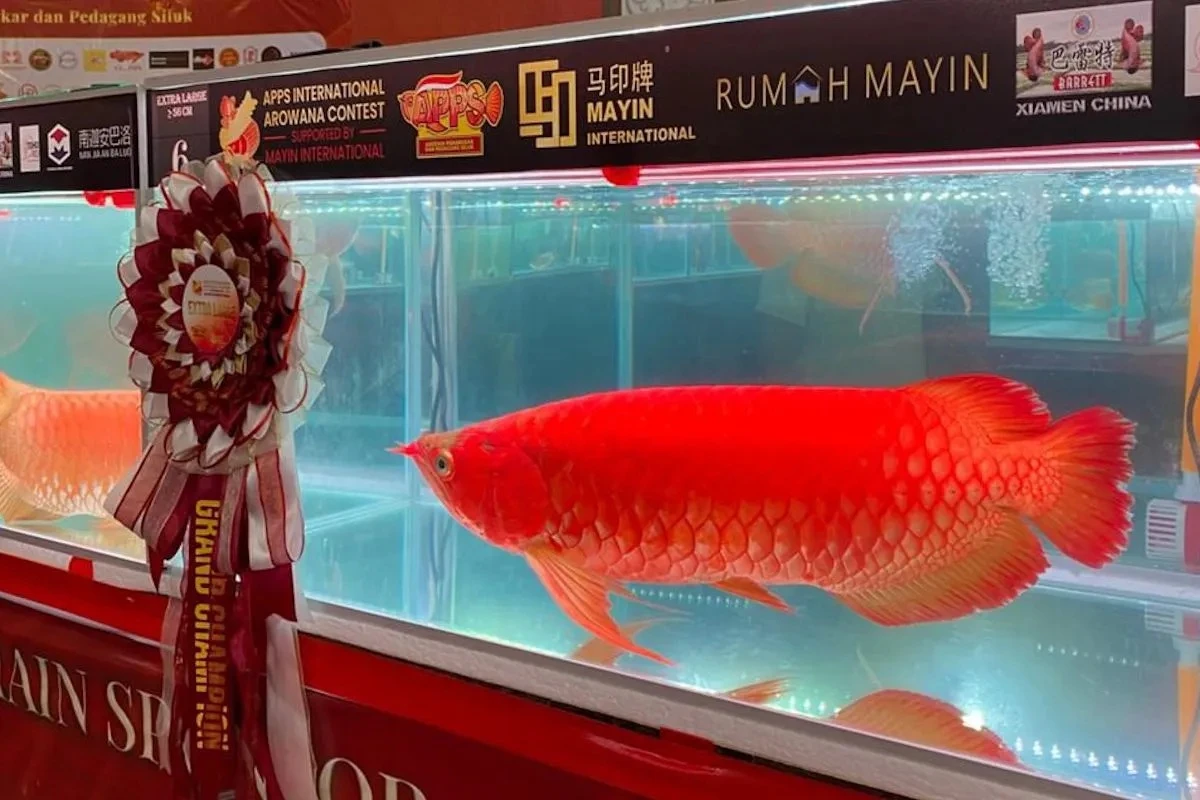 Arwana Super Red Kalbar Didorong Jadi Ikon Ikan Hias Dunia Lewat Kontes Internasional