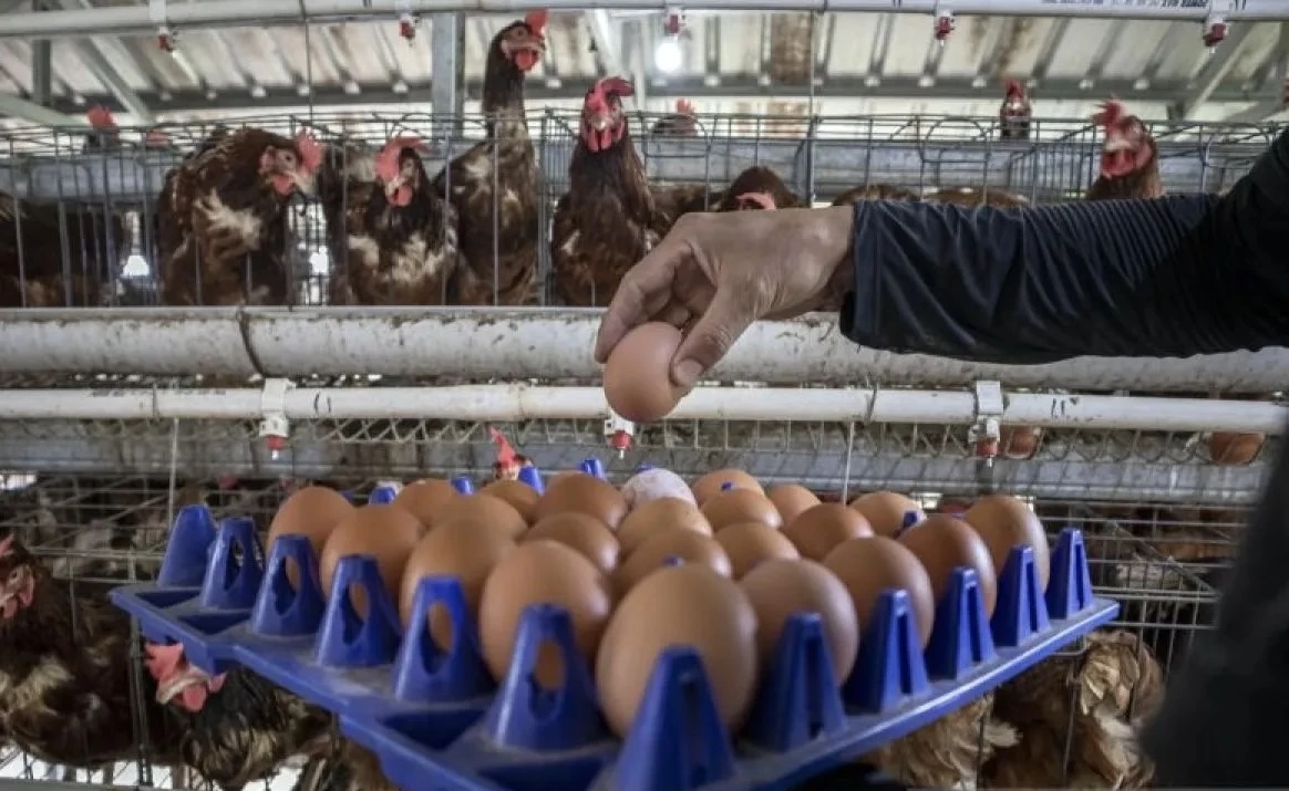 BGN Wajibkan SPPG Beli Telur Langsung ke Peternak