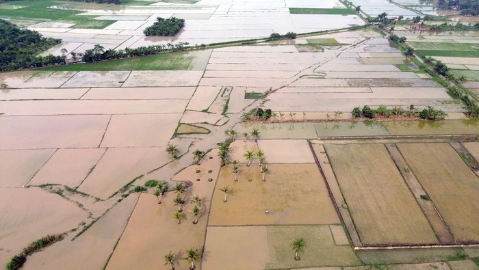 sawah banjir