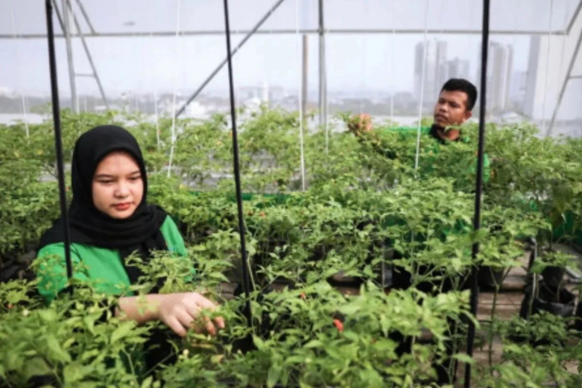 urban farming, roof top,