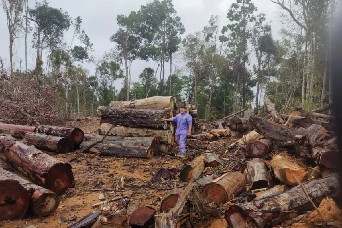 Sebabkan Bencana, Pelaku Pembalakan Liar Diancam Pidana Lingkungan Hidup Hingga TPPU