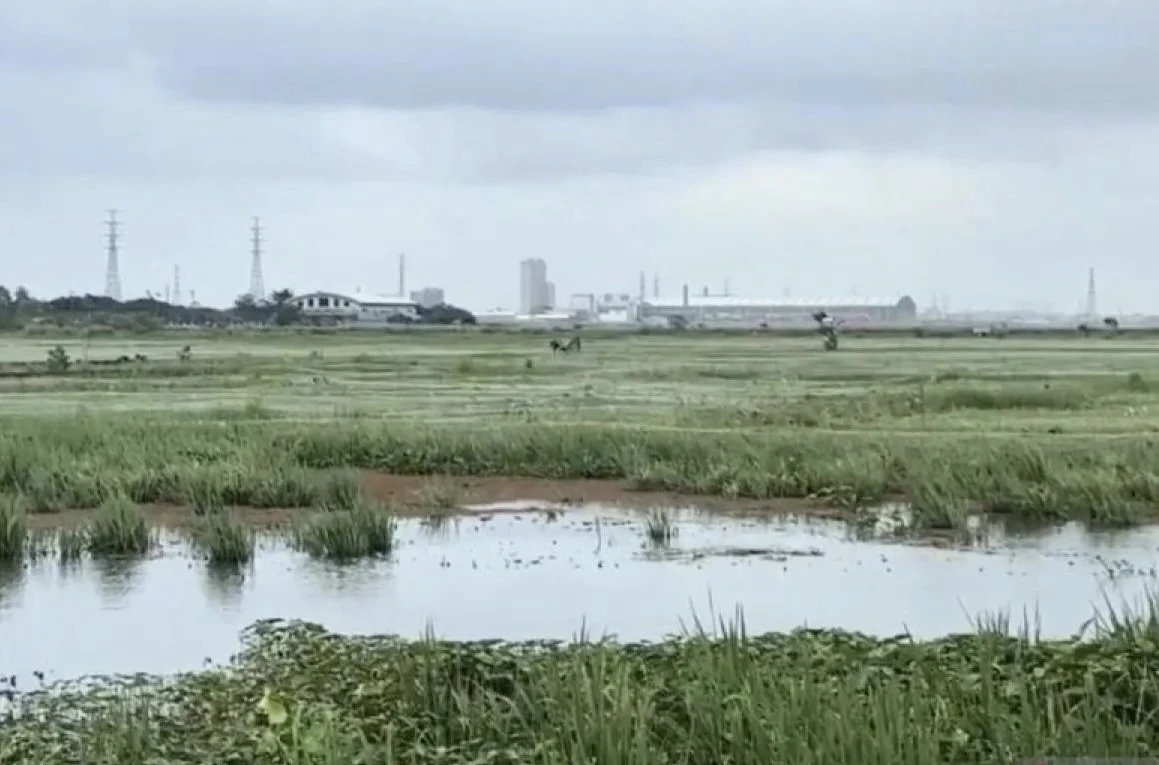 Gagal Panen, Banjir Rendam Belasan Hektare Sawah di Jakut