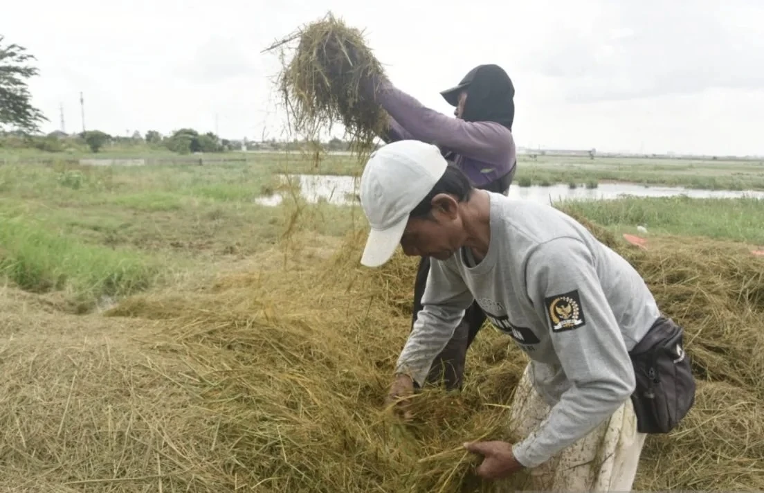 Banjir merendam sawah jakut