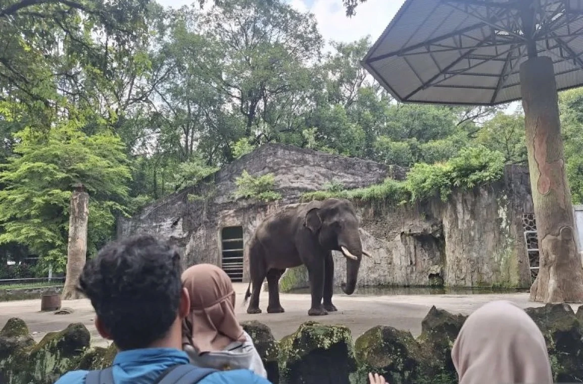 Taman Margasatwa Ragunan Dikunjungi 50.211 Wisatawan di Libur Natal 2025