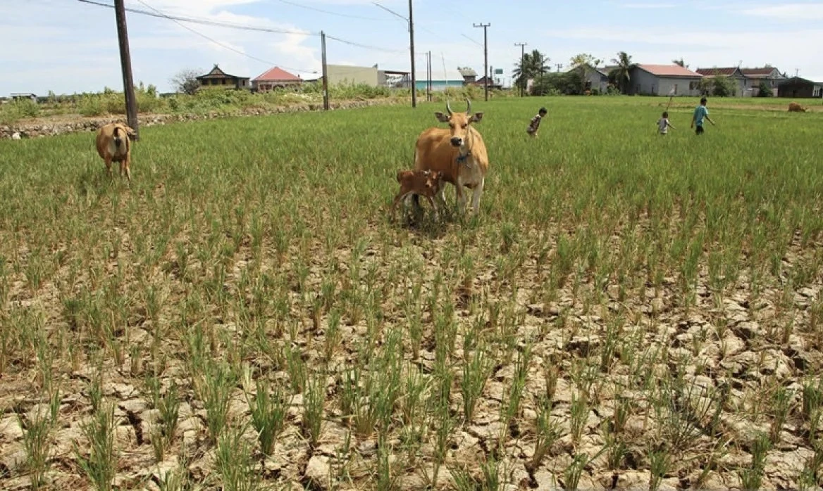 Kepala Daerah Diminta Siaga El Nino dan Waspadai Kekeringan hingga Karhutla