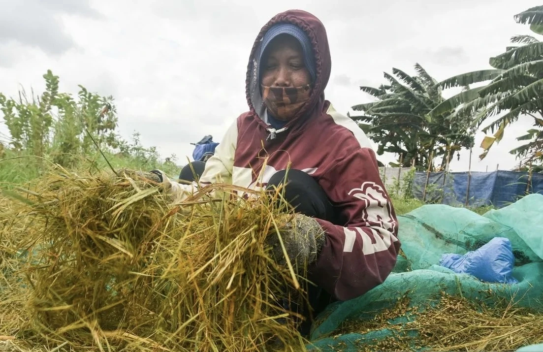 sawah, rorotan, produksi beras jakarta