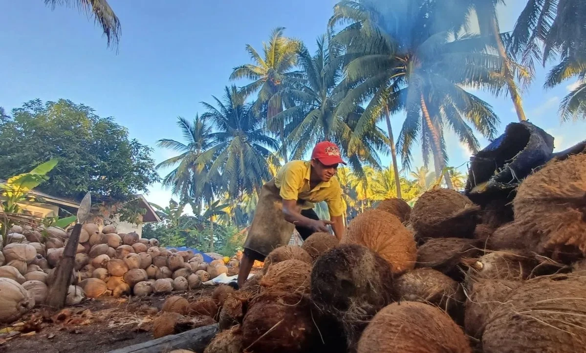 Ekspor Massal Picu Kenaikan Harga Kelapa, Masyarakat Setuju Ada Pungutan Ekspor