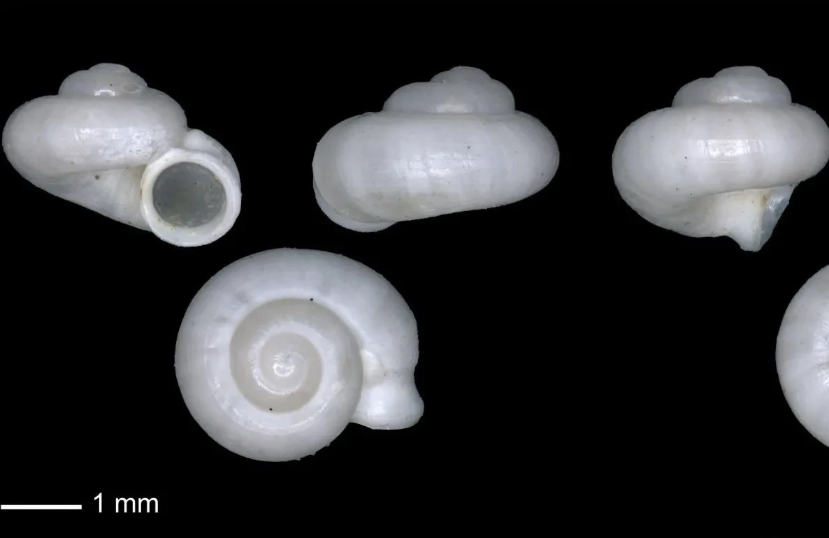 pesies baru keong darat endemik Sumatera Selatan yang memiliki nama ilmiah Chamalycaeus dayangmerindu