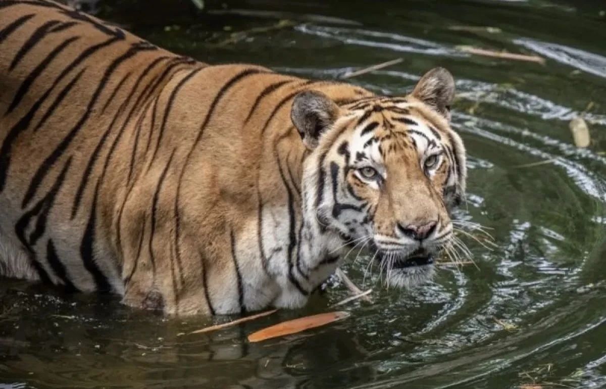 Tepis Dugaan Korupsi Pakan; Ragunan: Penyediaan Pakan Sudah Sesuai Kebutuhan Satwa