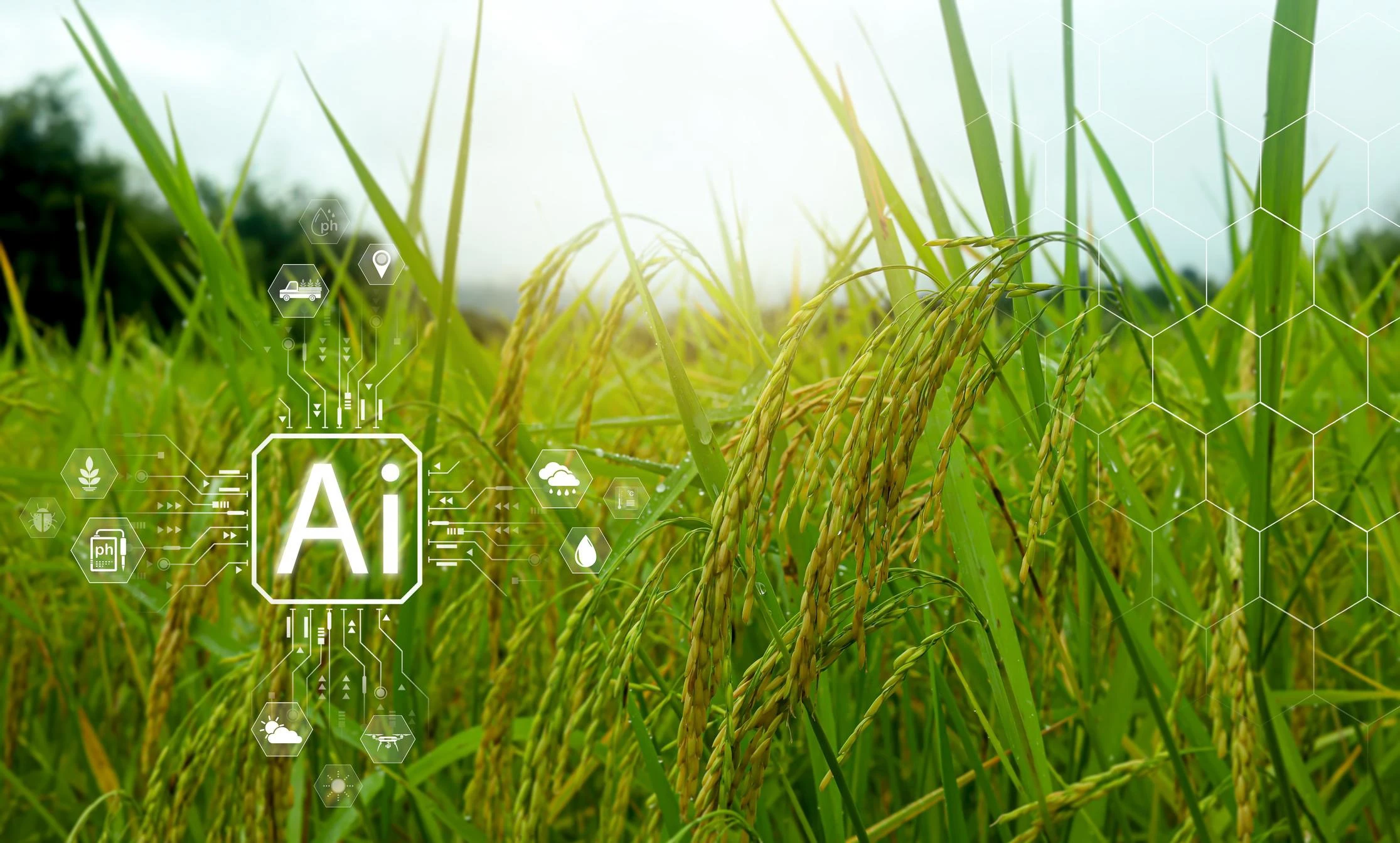 BRIN Kembangkan AI Khusus Untuk Dukung Ketahanan Pangan Nasional