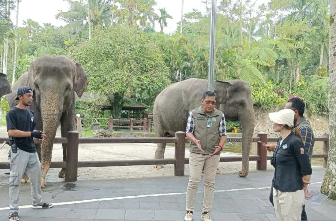 Kemenhut Tegaskan Larang Atraksi Gajah Tunggang Secara Nasional