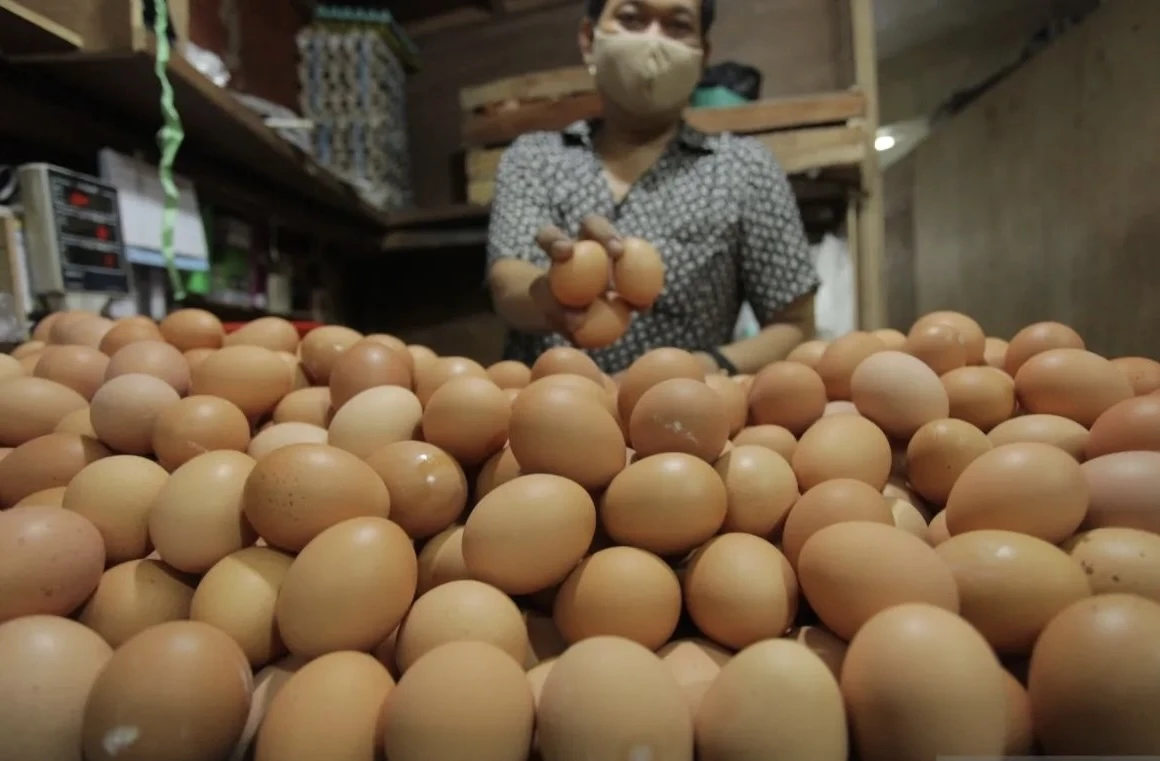 BPS: Banyak Terserap Untuk MBG, Harga Telur Terkerek Naik