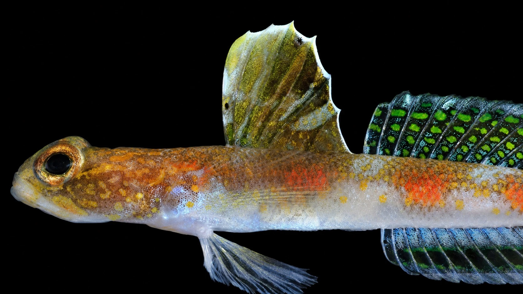 spesies baru ikan gobi udang Tomiyamichthys oriens sp.