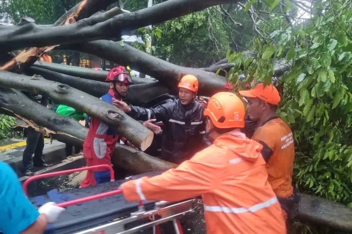 Rawan Tumbang, DKI Pangkas 62.161 Pohon