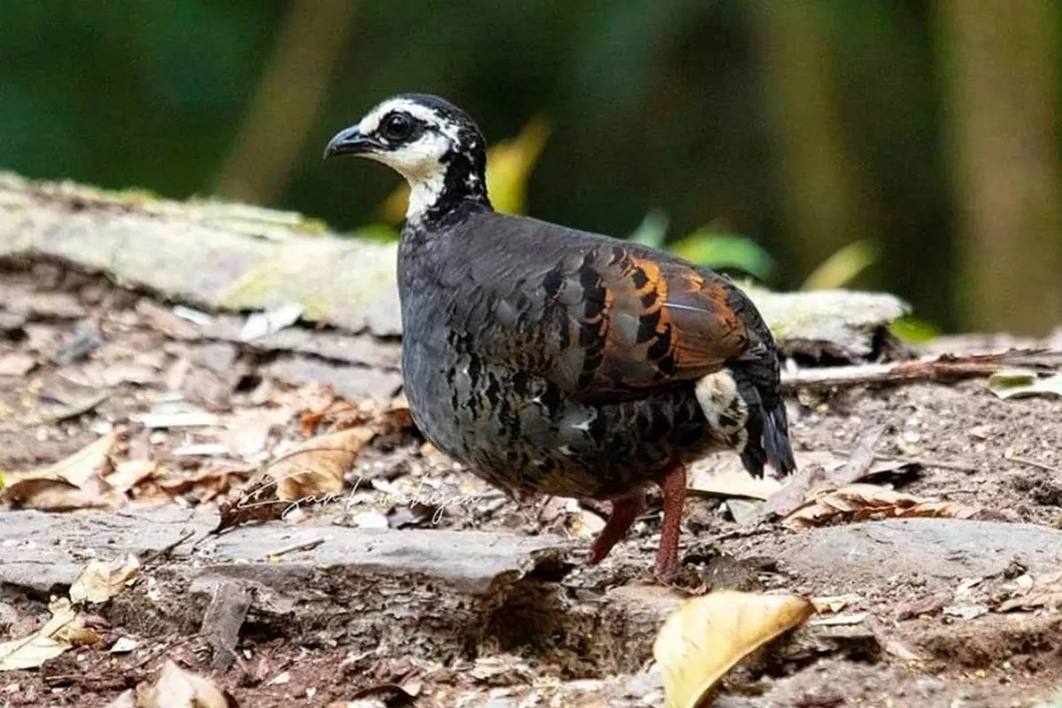 Puyuh Gonggong Biasa, Burung Langka yang Diusulkan Jadi Fauna Khas Pandalungan