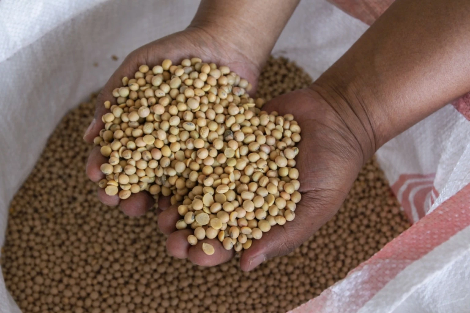 Pekerja menunjukkan kedelai impor