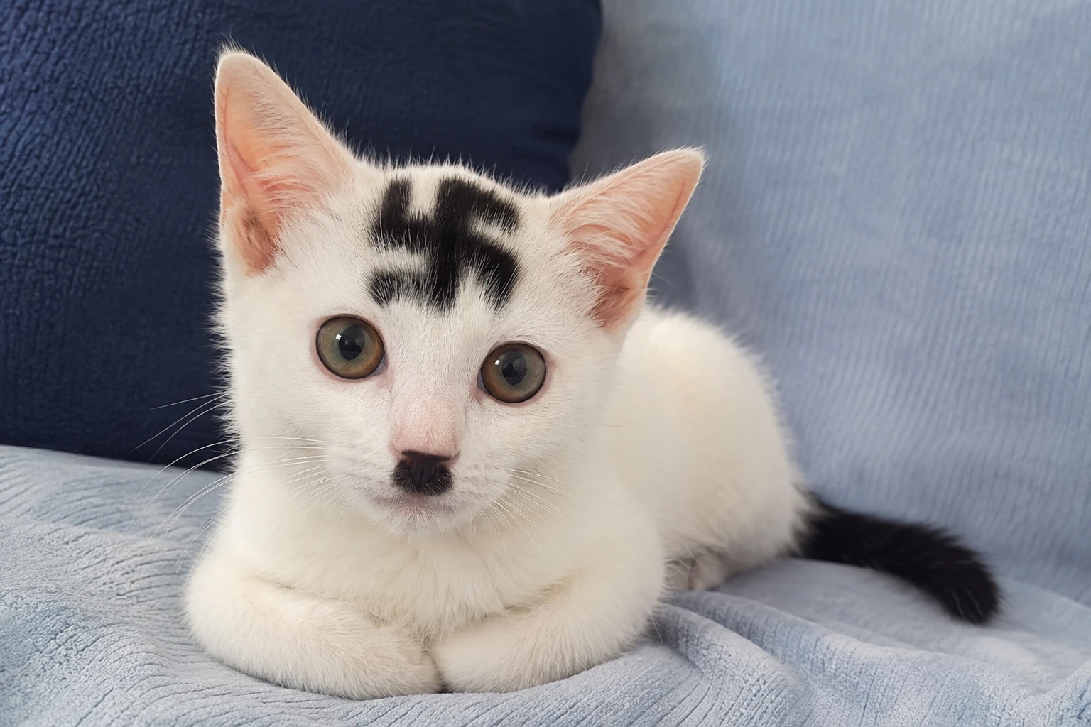Studi Ungkap Hubungan Memelihara Kucing dan Peningkatan Risiko Skizofrenia