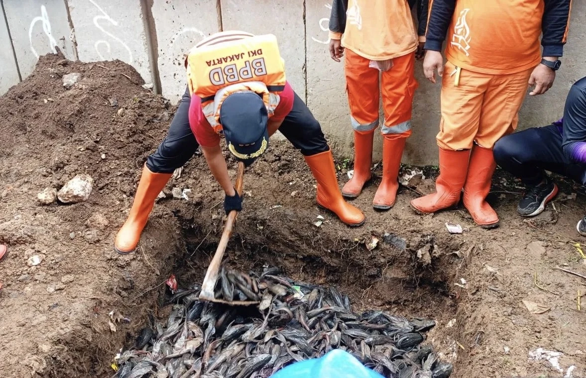 Pemkot Jaktim Sosialisasikan Bahaya Konsumsi Ikan Sapu-Sapu