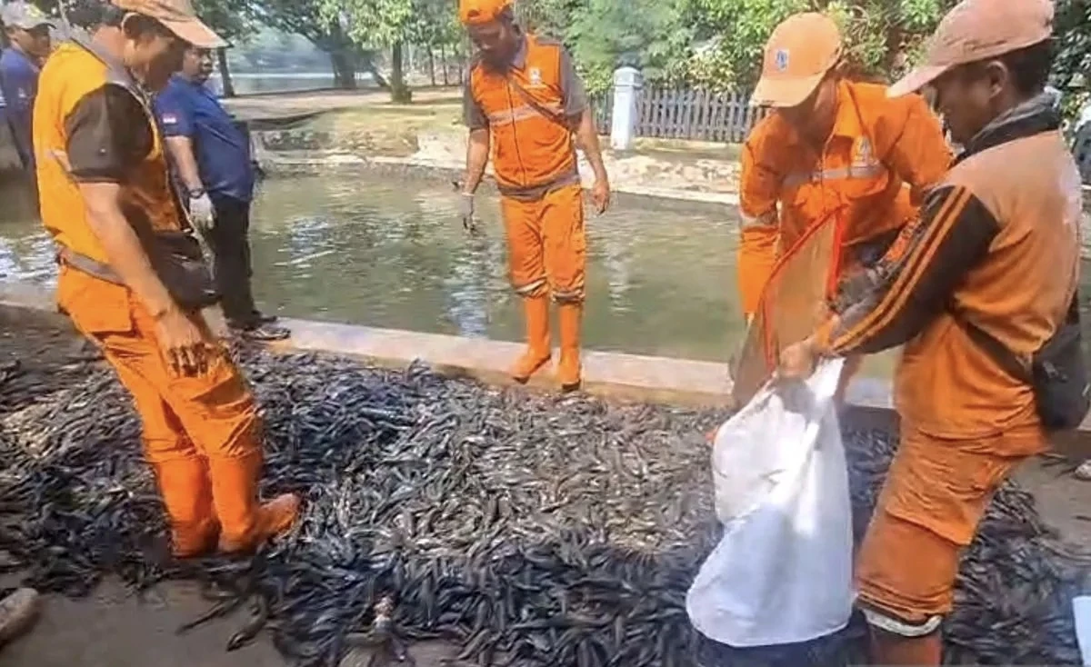 Operasi Serentak, 6,98 Ton Ikan Sapu-Sapu Ditangkap dari Lima Wilayah Jakarta