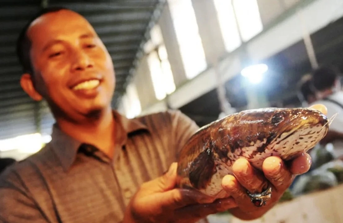 ikan gabus, superfood lokal