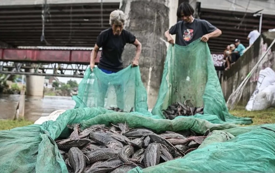 Diare Sampai Penyakit Kronis, Jadi Risiko Mengonsumsi Ikan Sapu – Sapu