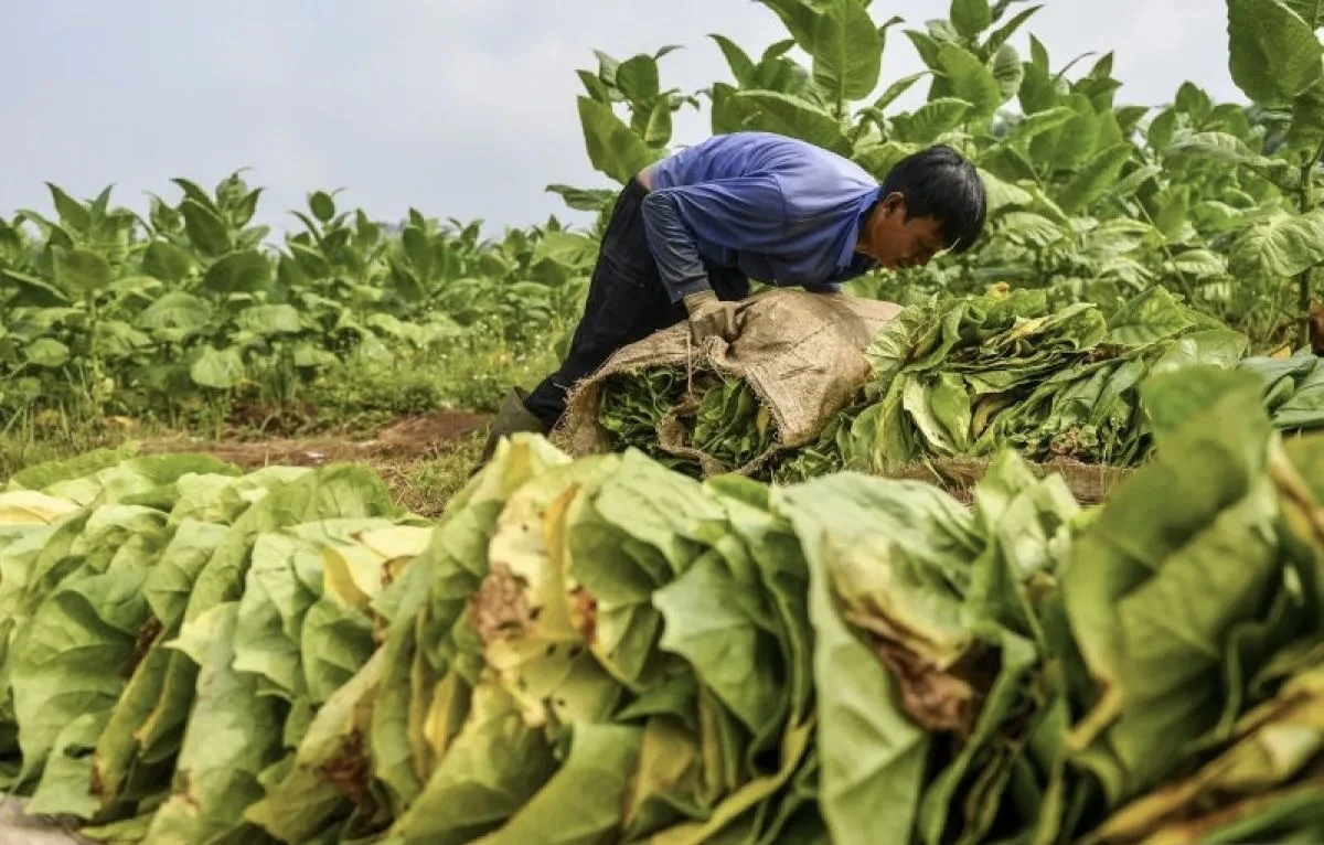 Di Tengah Tekanan Global, Pertani Tembakau Minta Perlindungan Pemerintah