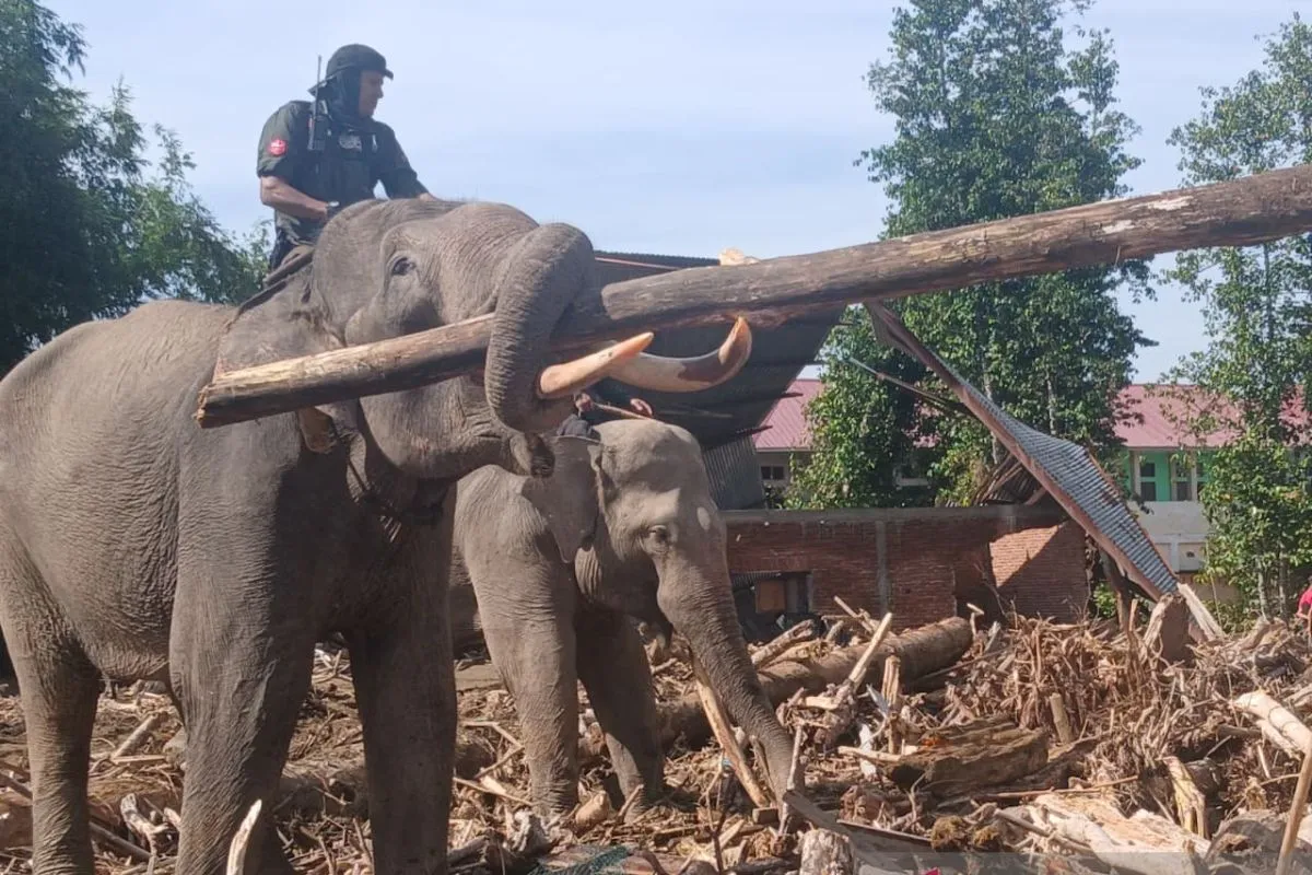 BKSDA Aceh Kerahkan Gajah untuk Penanganan Bencana Banjir Bandang