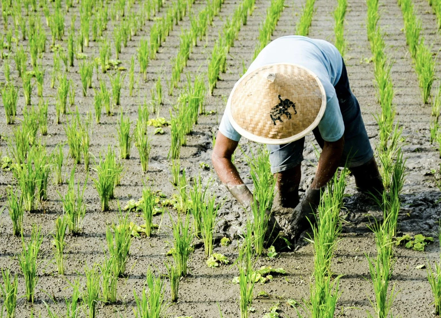 Indef: Pertanian Tertekan, Target Pertumbuhan Nasional Terancam