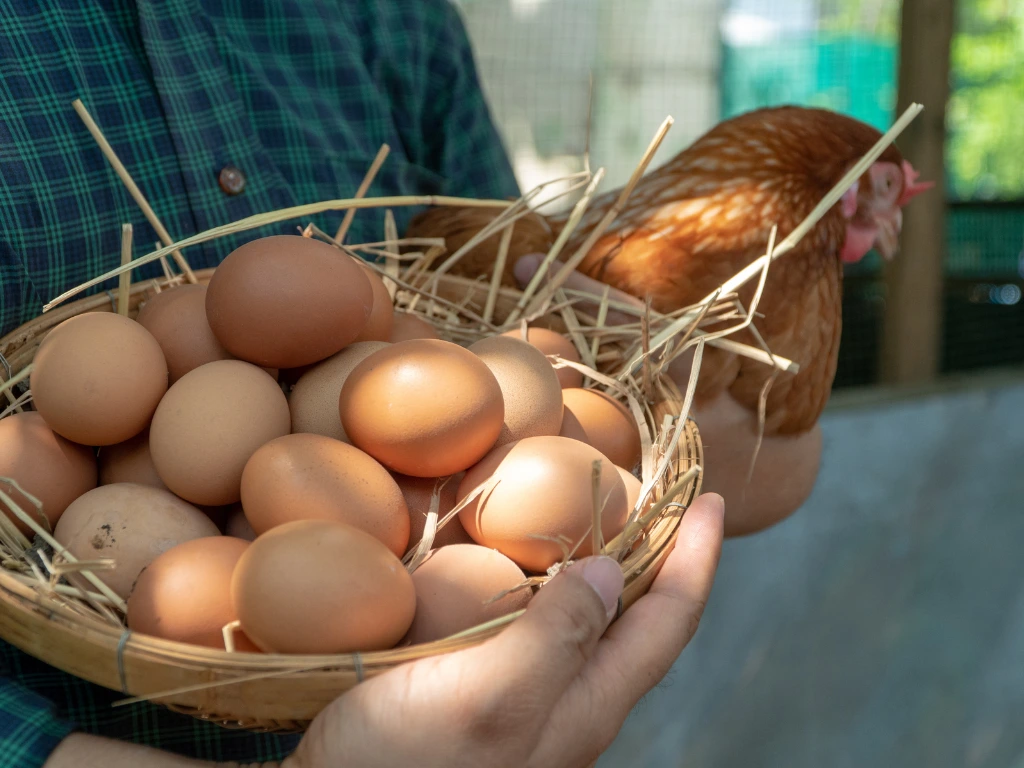 Mendagri Minta Pemda Waspadai Lonjakan Harga Telur & Ayam Imbas MBG