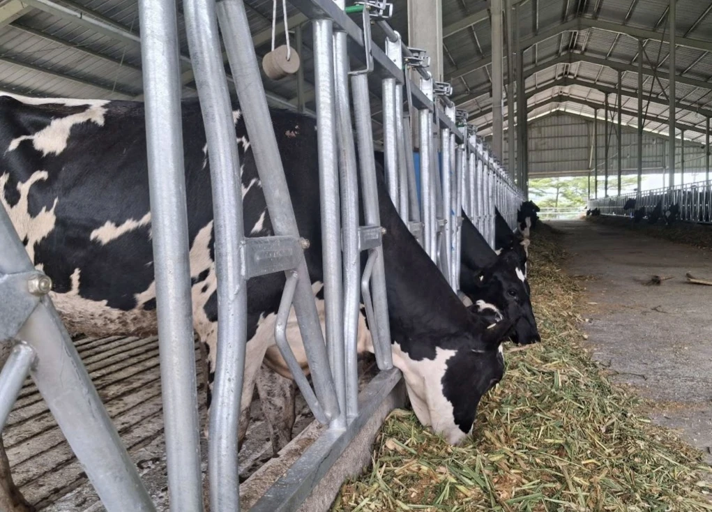 Dukung Program MBG, Estika Tata Tiara (BEEF) Datangkan 250 Sapi Perah Impor