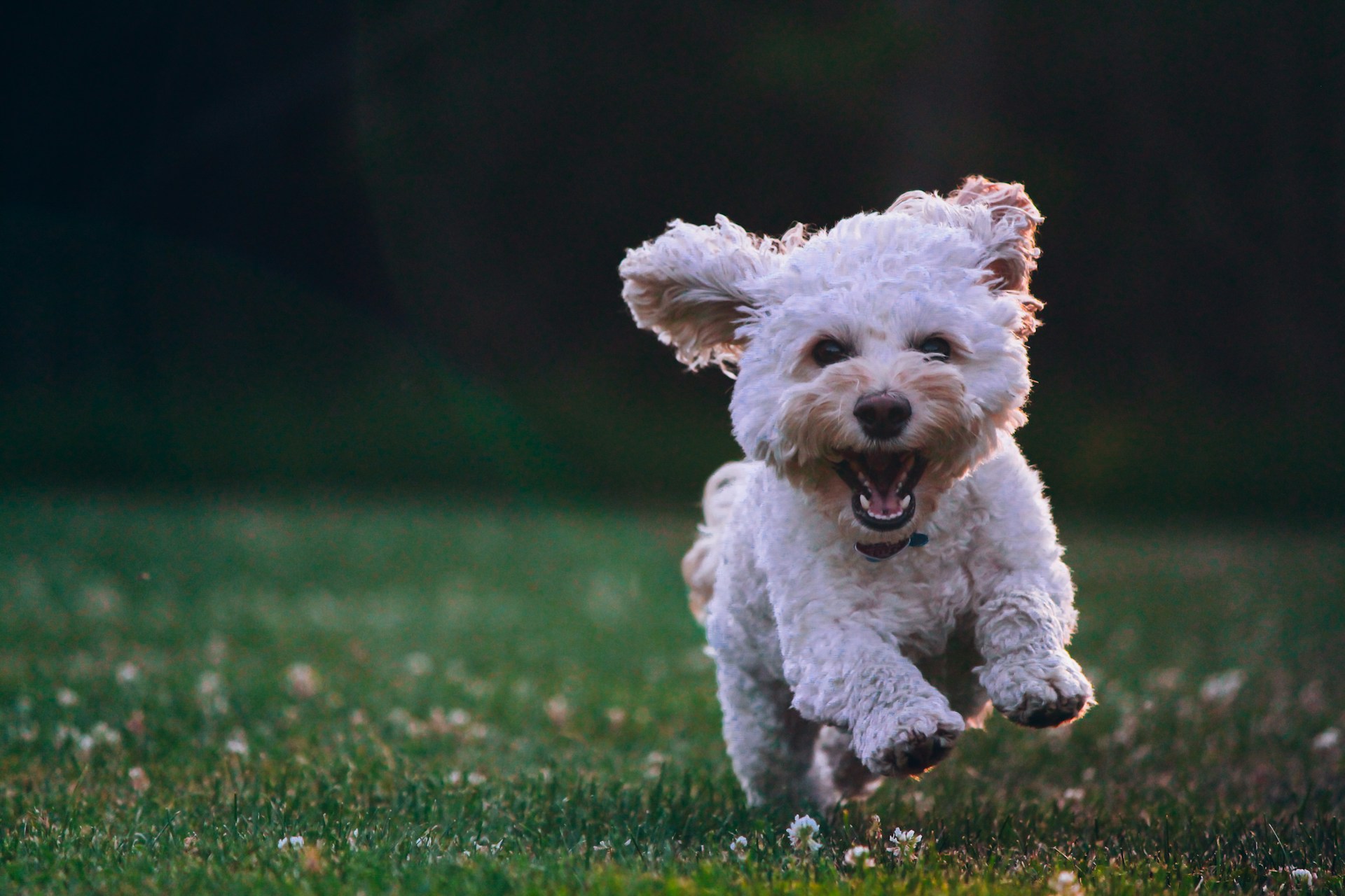 Memahami Sikap Girang Pada Anjing yang Menyambut Tuannya Pulang
