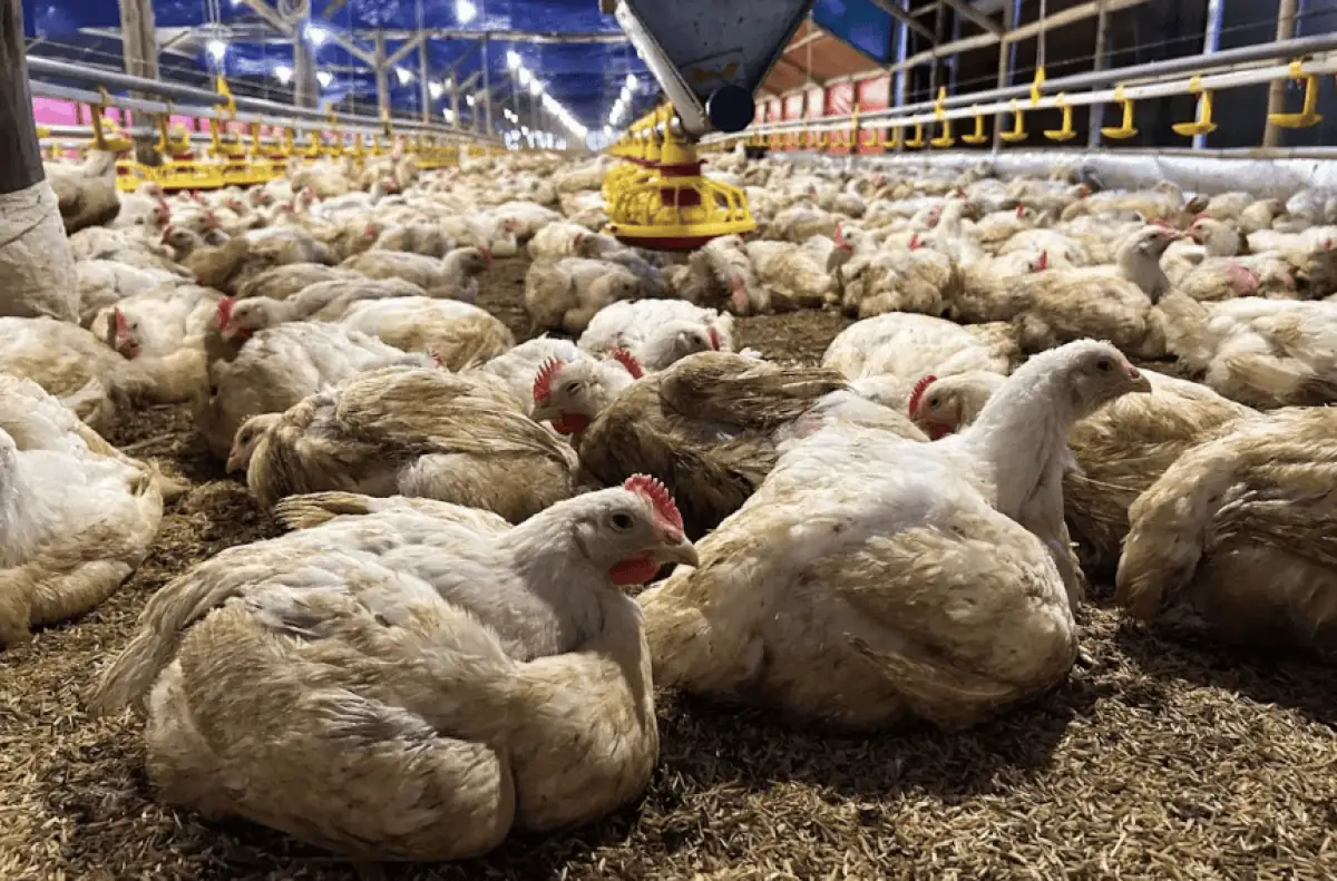 Harga Telur Ayam Ras Tembus Rp31.178/Kg, BPS Sebut Perlu Diwaspadai
