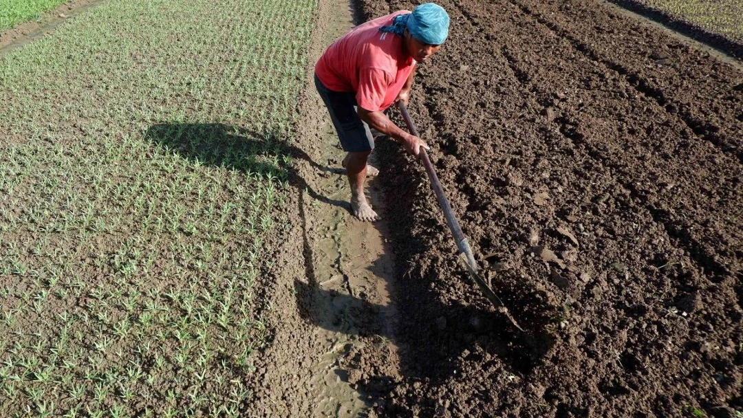 Mengapa Pertanian Indonesia Sulit Maju? Studi UI Soroti Fokus Berlebihan pada Beras