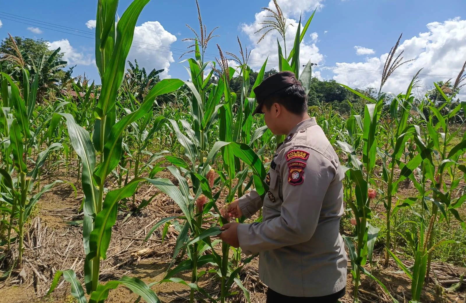 Kritik Kebijakan Polisi Ikut Tanam Jagung, Legislator: Lalu Petani Kerjakan Apa?