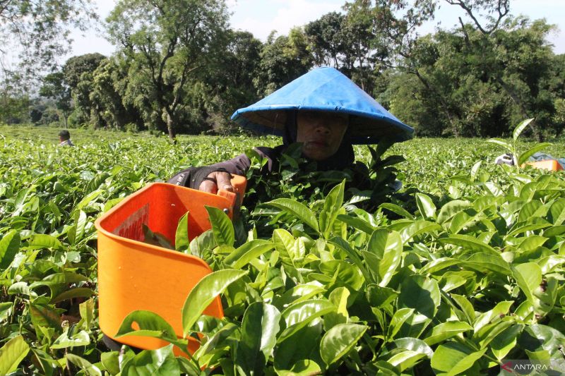 Petani Kecil, Pasar Besar: Ironi dan Harapan Industri Teh Nusantara
