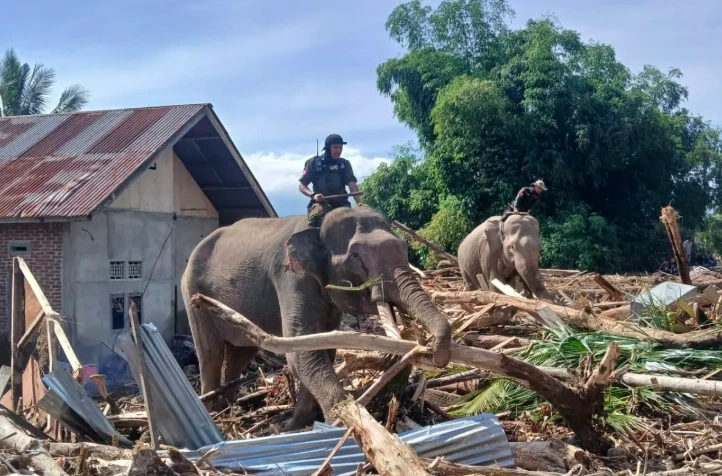 Gajah Aceh Jadi Pahlawan Banjir, Tapi Siapa Pelaku Perusakan yang Sebenarnya?