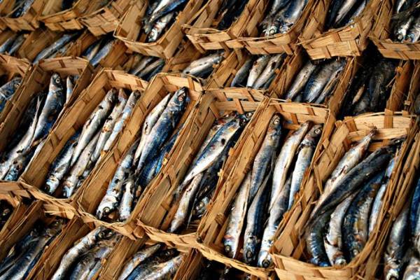 Ikan Cue dan Pindang Bukan Jenis Ikan, Ini Penjelasan Lengkapnya!