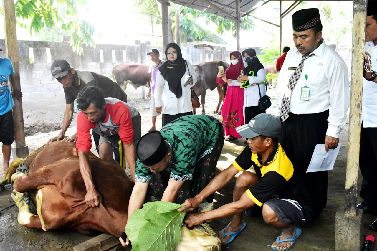 Krisis Juru Sembelih Halal Merata di Lampung, NTB, hingga Maluku